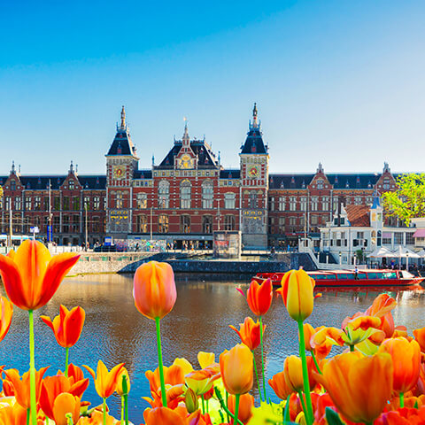 �摜�F�I�����_�̃C���[�W